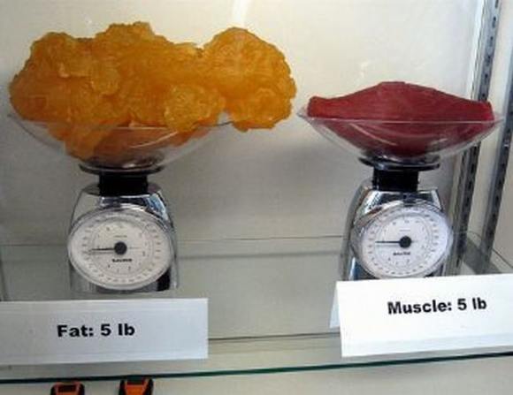 Name:  Fat and muscle..jpg
Views: 6315
Size:  27.6 KB