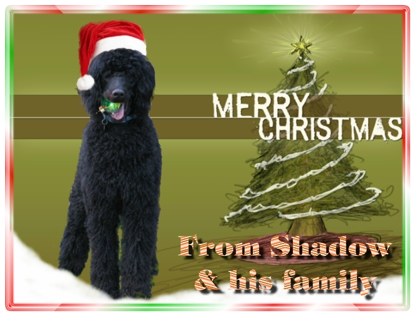 Name:  shadow-christmas-card-3.jpg
Views: 33523
Size:  291.5 KB