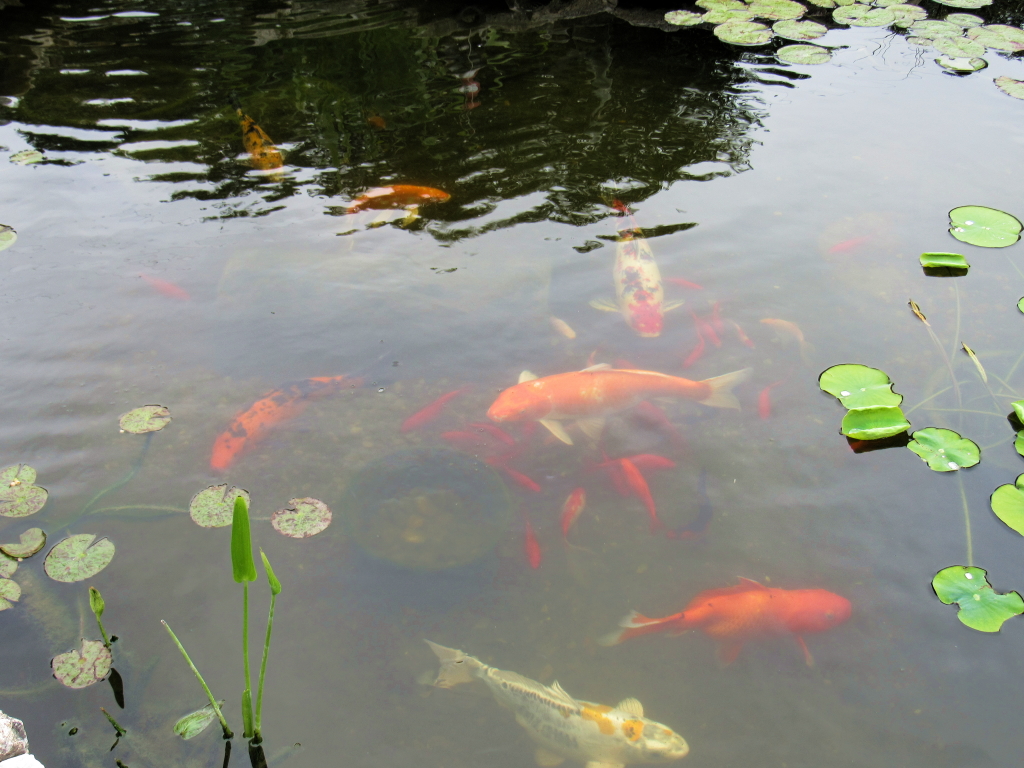 Name:  pond-fish.jpg
Views: 20345
Size:  648.7 KB