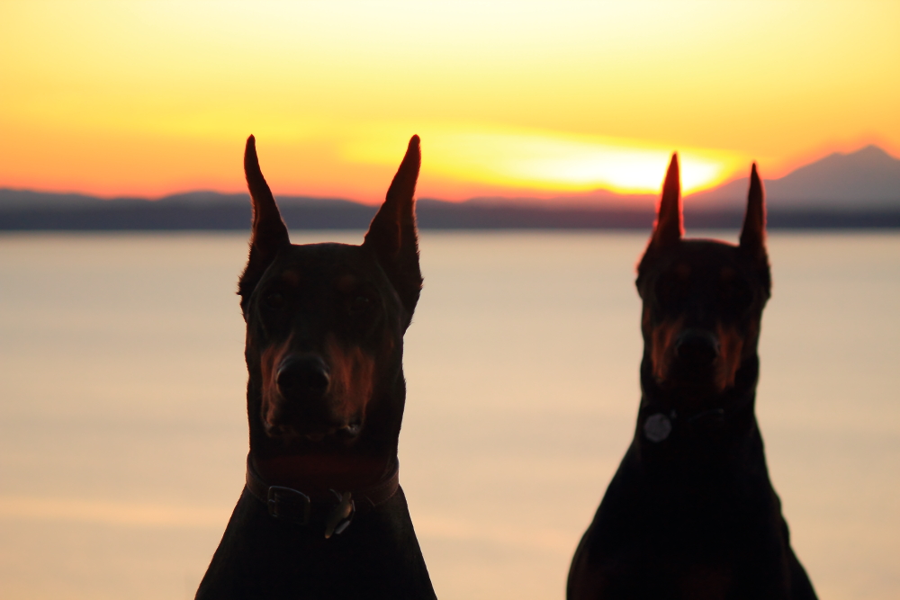 Name:  Dogs sunset.JPG
Views: 3737
Size:  335.8 KB