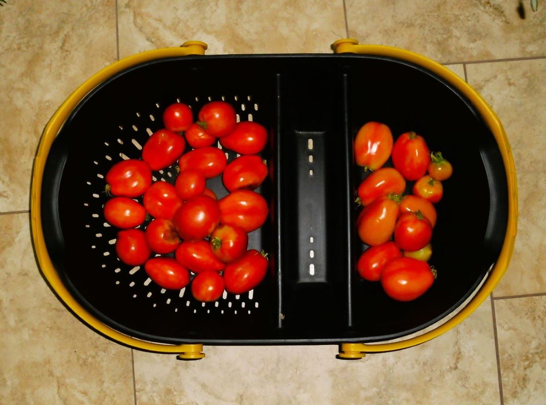 Name:  Tomatoes.jpg
Views: 531
Size:  107.0 KB