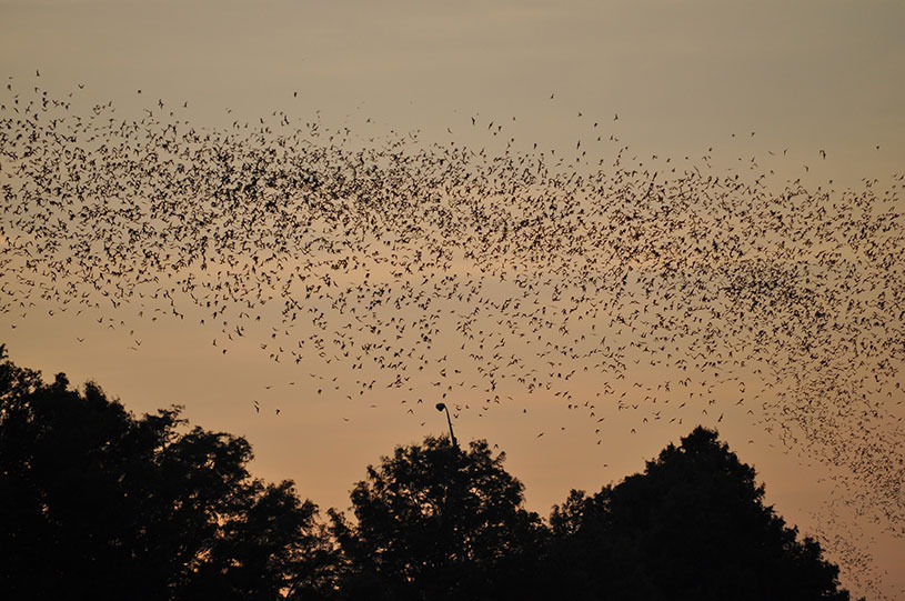 Name:  bats-in-trees-at-sunset.jpg
Views: 2541
Size:  126.8 KB