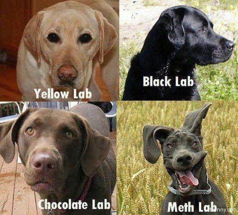 Name:  meth-lab-dog.png
Views: 749
Size:  495.1 KB